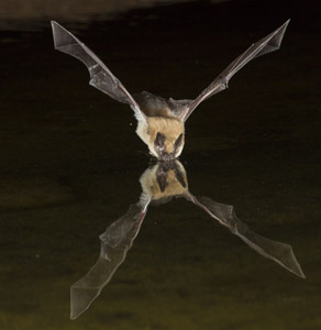 bat